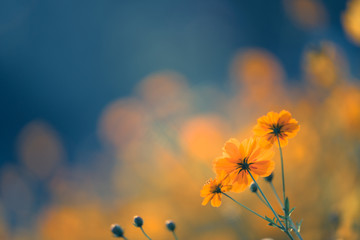 小圈中gj和sj的意思